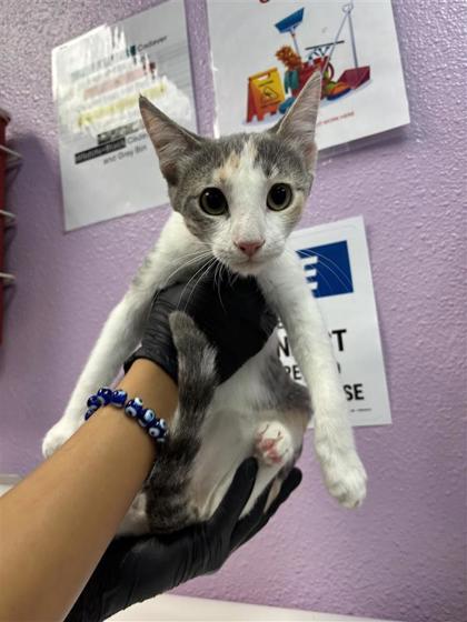 Shelter Stray Female Cat last seen Near Ben Swane, CITY of El Paso, TX, 5001 Fred Wilson Ave, El Paso, TX 79906, USA