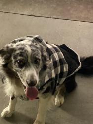 Reunited Male Dog last seen san francisco, San Francisco, CA 94102