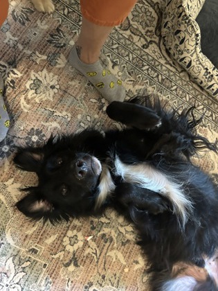 Shelter Stray Male Dog last seen Near Britt Rd, Tucker, GA 30084, 30084, GA, 3280 Chamblee Dunwoody Rd, Chamblee, GA 30341, USA