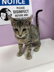 Shelter Stray Male Cat last seen Near Ben Swane, CITY of El Paso, TX, 5001 Fred Wilson Ave, El Paso, TX 79906, USA