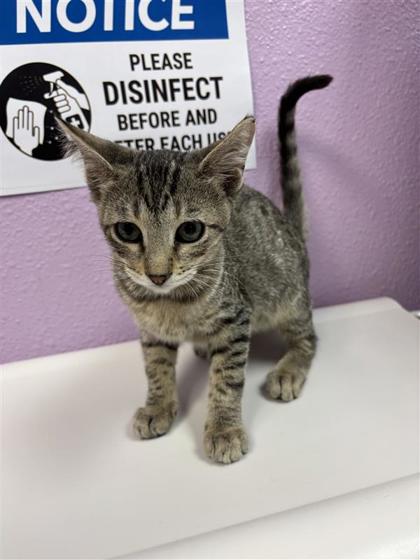 Shelter Stray Male Cat last seen Near Ben Swane, CITY of El Paso, TX, 5001 Fred Wilson Ave, El Paso, TX 79906, USA