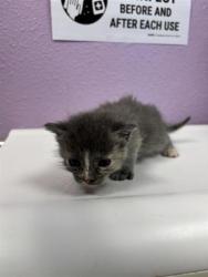 Shelter Stray Female Cat last seen Near Loma de Rio PL, CITY of El Paso, TX, 5001 Fred Wilson Ave, El Paso, TX 79906, USA