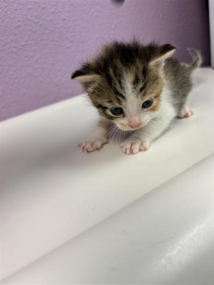 Shelter Stray Female Cat last seen Near Loma de Rio PL, CITY of El Paso, TX, 5001 Fred Wilson Ave, El Paso, TX 79906, USA