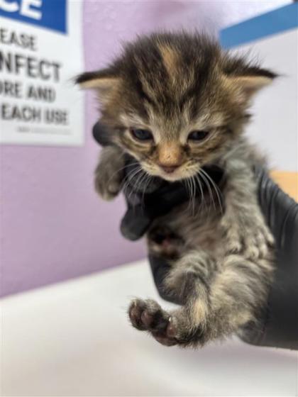 Shelter Stray Female Cat last seen Near Loma de Rio PL, CITY of El Paso, TX, 5001 Fred Wilson Ave, El Paso, TX 79906, USA
