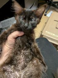 Shelter Stray Male Cat last seen Near Minette Pl, Clarkston, Georgia 30021, 30021, GA, 3280 Chamblee Dunwoody Rd, Chamblee, GA 30341, USA