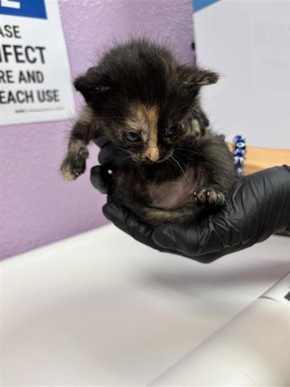Shelter Stray Female Cat last seen Near Loma de Rio PL, CITY of El Paso, TX, 5001 Fred Wilson Ave, El Paso, TX 79906, USA