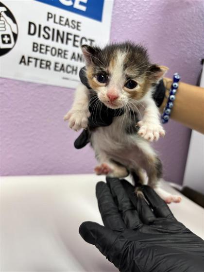 Shelter Stray Female Cat last seen Near Loma de Rio PL, CITY of El Paso, TX, 5001 Fred Wilson Ave, El Paso, TX 79906, USA