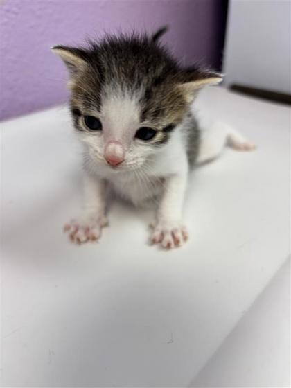 Shelter Stray Male Cat last seen Near Loma de Rio PL, CITY of El Paso, TX, 5001 Fred Wilson Ave, El Paso, TX 79906, USA