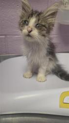 Shelter Stray Male Cat last seen Near Westbourne Dr, COUNTY of El Paso, TX, 5001 Fred Wilson Ave, El Paso, TX 79906, USA