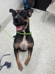 Shelter Stray Female Dog last seen Near Brewer BLVD SW, Atlanta, GA, 1251 Fulton Industrial Blvd NW, Atlanta, GA 30336, USA