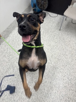Shelter Stray Female Dog last seen Near Brewer BLVD SW, Atlanta, GA, 1251 Fulton Industrial Blvd NW, Atlanta, GA 30336, USA