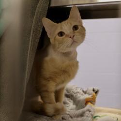 Shelter Stray Female Cat last seen Cottage Grove Rd, Madison, WI, Madison 16, City of, WI, 5132 Voges Rd, Madison, WI 53718, USA