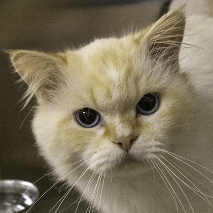 Shelter Stray Male Cat last seen Near Moorland Road, Madison 14, City of, WI, 5132 Voges Rd, Madison, WI 53718, USA