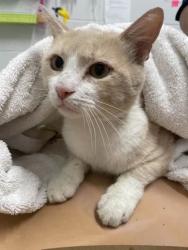 Shelter Stray Male Cat last seen Near Orville Ave area, 21205, MD, 2490 Giles Rd, Baltimore, MD 21225, USA