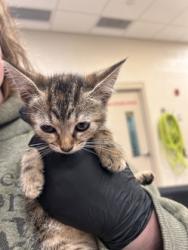 Shelter Stray Female Cat last seen Grant St and N 12th St, Noblesville City, IN, 10501 Hague Rd, Fishers, IN 46038, USA