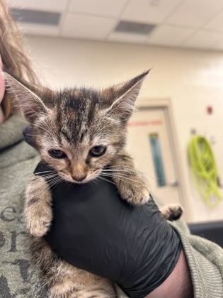 Shelter Stray Female Cat last seen Grant St and N 12th St, Noblesville City, IN, 10501 Hague Rd, Fishers, IN 46038, USA