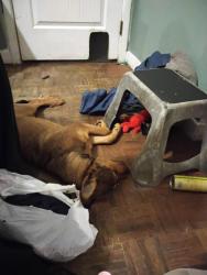 Lost Female Dog last seen Near lagoon dr, Brent, FL 32505
