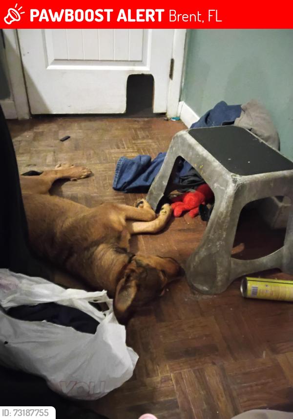 Lost Female Dog last seen Near lagoon dr, Brent, FL 32505