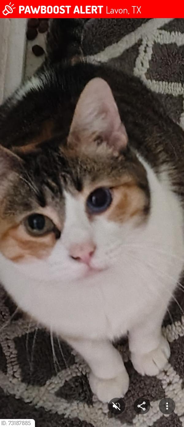 Lost Female Cat last seen Mains St and lake, Lavon, TX 75166