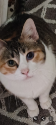 Lost Female Cat last seen Mains St and lake, Lavon, TX 75166