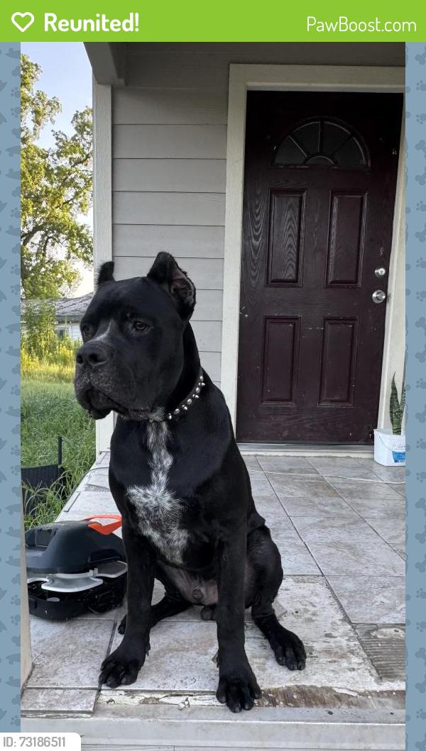 Reunited Male Dog last seen Aldine mail route and hardy toll road, Houston, TX 77039