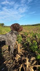 Lost Male Dog last seen Felton Farm Rd, Edgecombe County, NC 27852