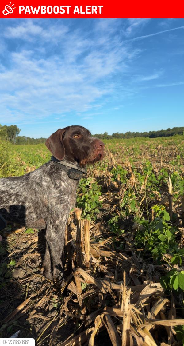 Lost Male Dog last seen Felton Farm Rd, Edgecombe County, NC 27852