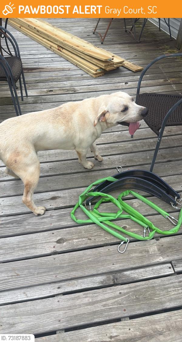 Found/Stray Male Dog last seen Near patsy dr gray court sc, Gray Court, SC 29645