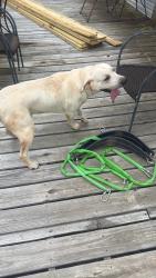 Found/Stray Male Dog last seen Near patsy dr gray court sc, Gray Court, SC 29645