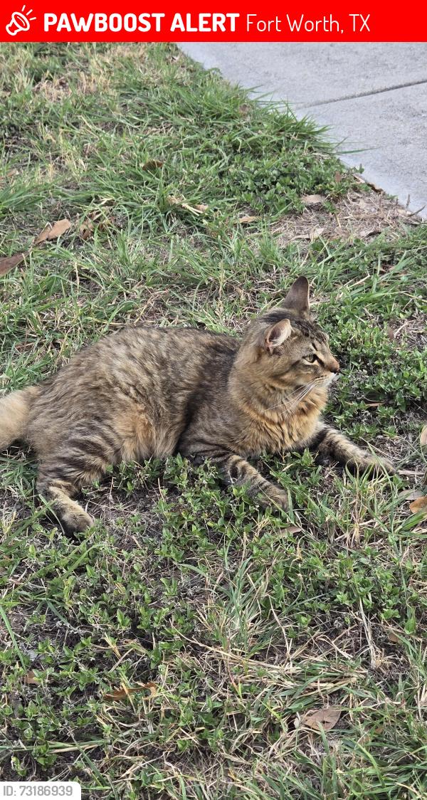 Lost Male Cat last seen Chaco Trail, Fort Worth, TX 76137