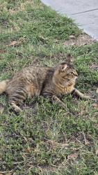 Lost Male Cat last seen Chaco Trail, Fort Worth, TX 76137