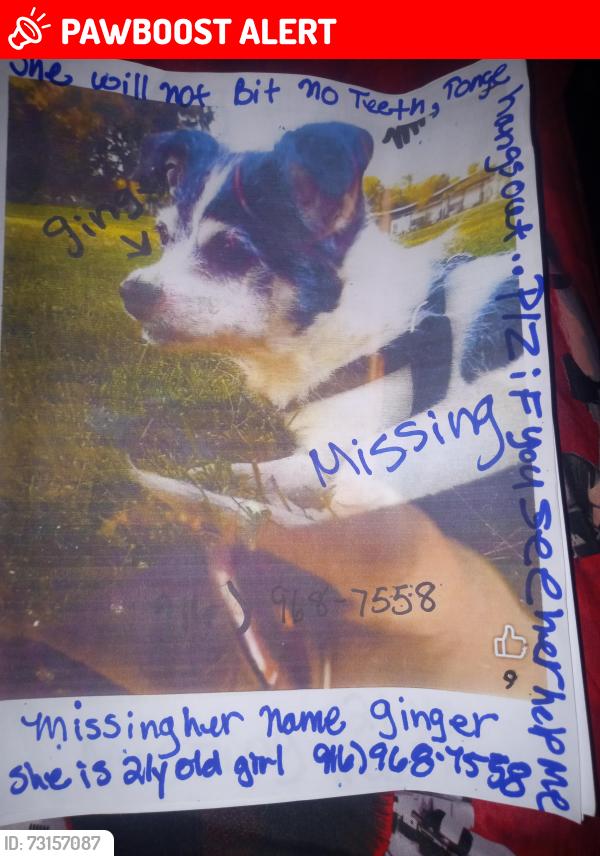 Lost Female Dog last seen West Capitol, West Sacramento, CA 95691