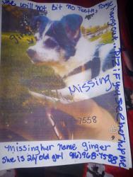 Lost Female Dog last seen West Capitol, West Sacramento, CA 95691