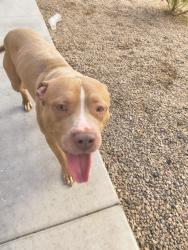 Found/Stray Male Dog last seen 8th ave and Broadway, Phoenix, AZ 85041
