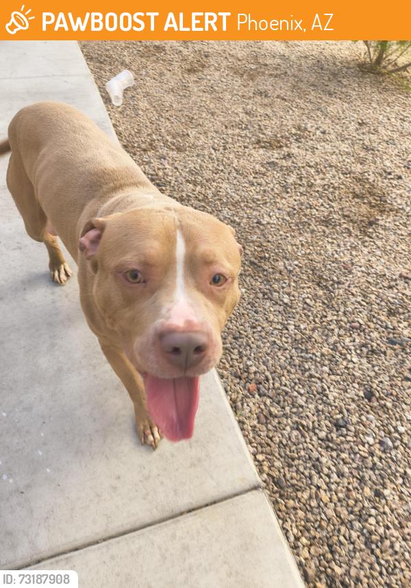 Found/Stray Male Dog last seen 8th ave and Broadway, Phoenix, AZ 85041
