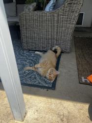 Reunited Unknown Cat last seen Daystar Dr and Oakland Hills Dr, Plano, TX 75025