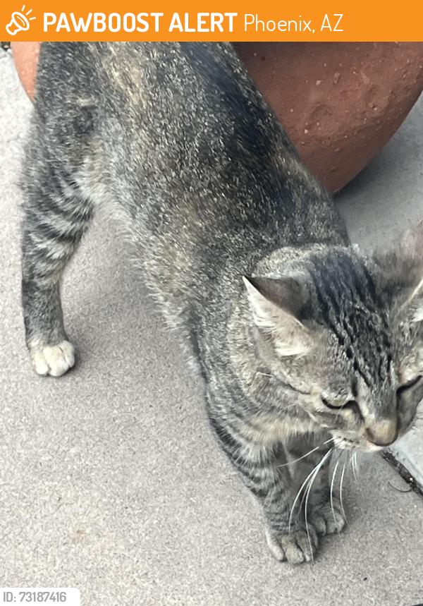 Found/Stray Female Cat last seen 35th Ave and Greenway, Phoenix, AZ 85053