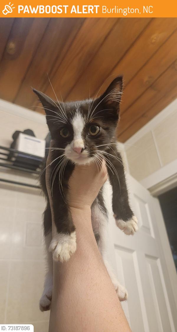 Found/Stray Male Cat last seen Fairchild Park, Burlington, NC 27217