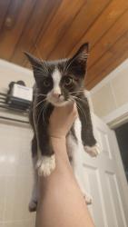 Found/Stray Male Cat last seen Fairchild Park, Burlington, NC 27217
