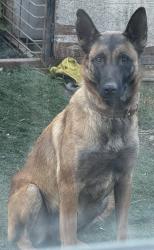 Lost Female Dog last seen Euclid & 18th street, National City, CA 91950