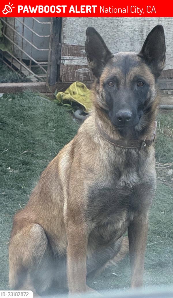 Lost Female Dog last seen Euclid & 18th street, National City, CA 91950