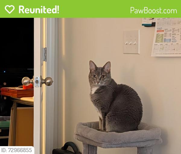 Reunited Female Cat last seen Granito Dr and Hammett Bridge Rd, Greer, SC 29650