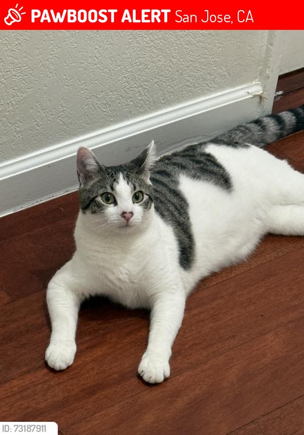 Lost Male Cat last seen Feller Avenue/ Machado Avenue, San Jose, CA 95127