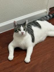 Lost Male Cat last seen Feller Avenue/ Machado Avenue, San Jose, CA 95127