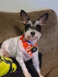 Reunited Female Dog last seen East Forsyth High School / Jot'em Down Road, Gainesville, GA 30506