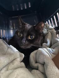 Reunited Female Cat last seen Radford Avenue, Prince Rock, England PL4 9PB
