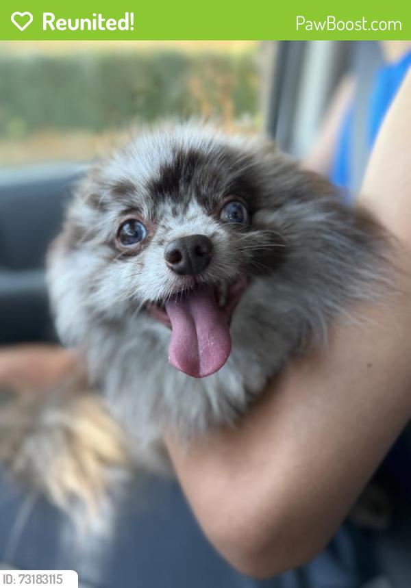 Reunited Male Dog last seen Columbia and Matthew’s St, Fort Collins, CO 80524