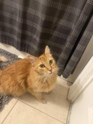 Found/Stray Female Cat last seen tufts and magazine street, Cambridge, MA 02139