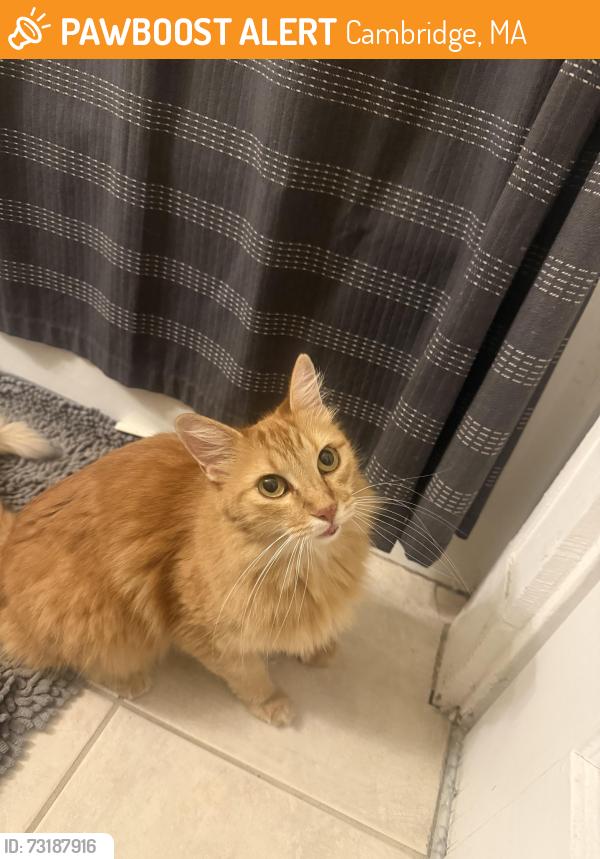 Found/Stray Female Cat last seen tufts and magazine street, Cambridge, MA 02139