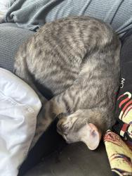 Reunited Female Cat last seen Smokey Hollow Dr, Houston, TX 77068